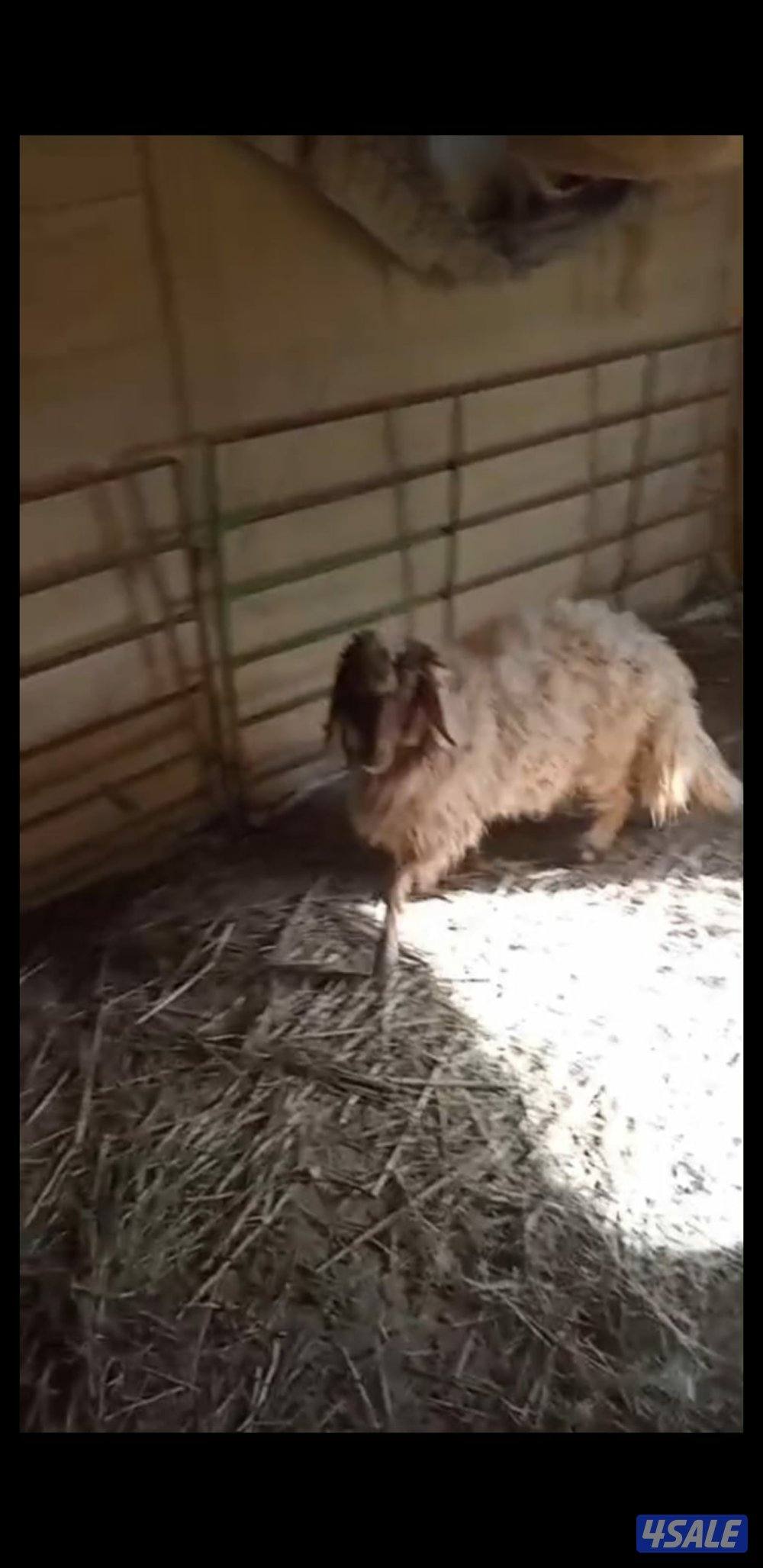 للبيع رخل كرماني ورخل شفالي2