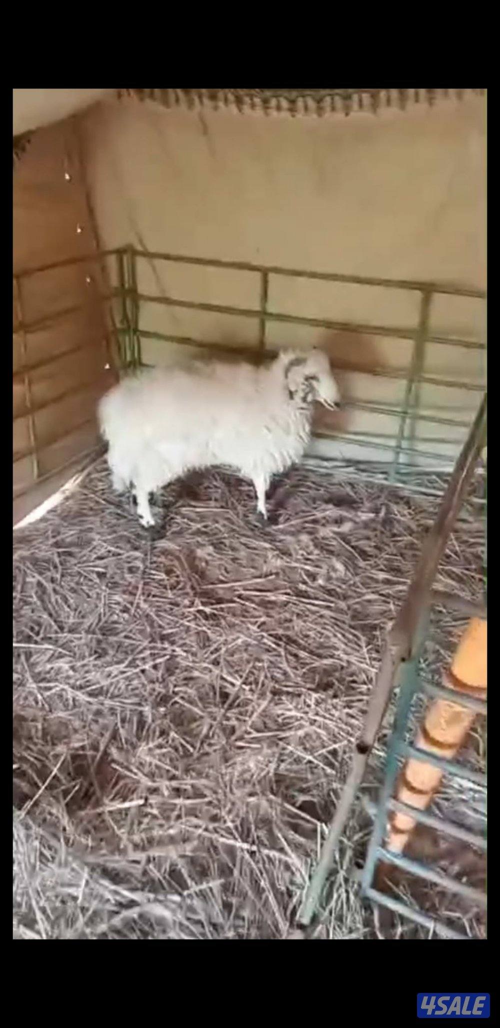 للبيع رخل كرماني ورخل شفالي3