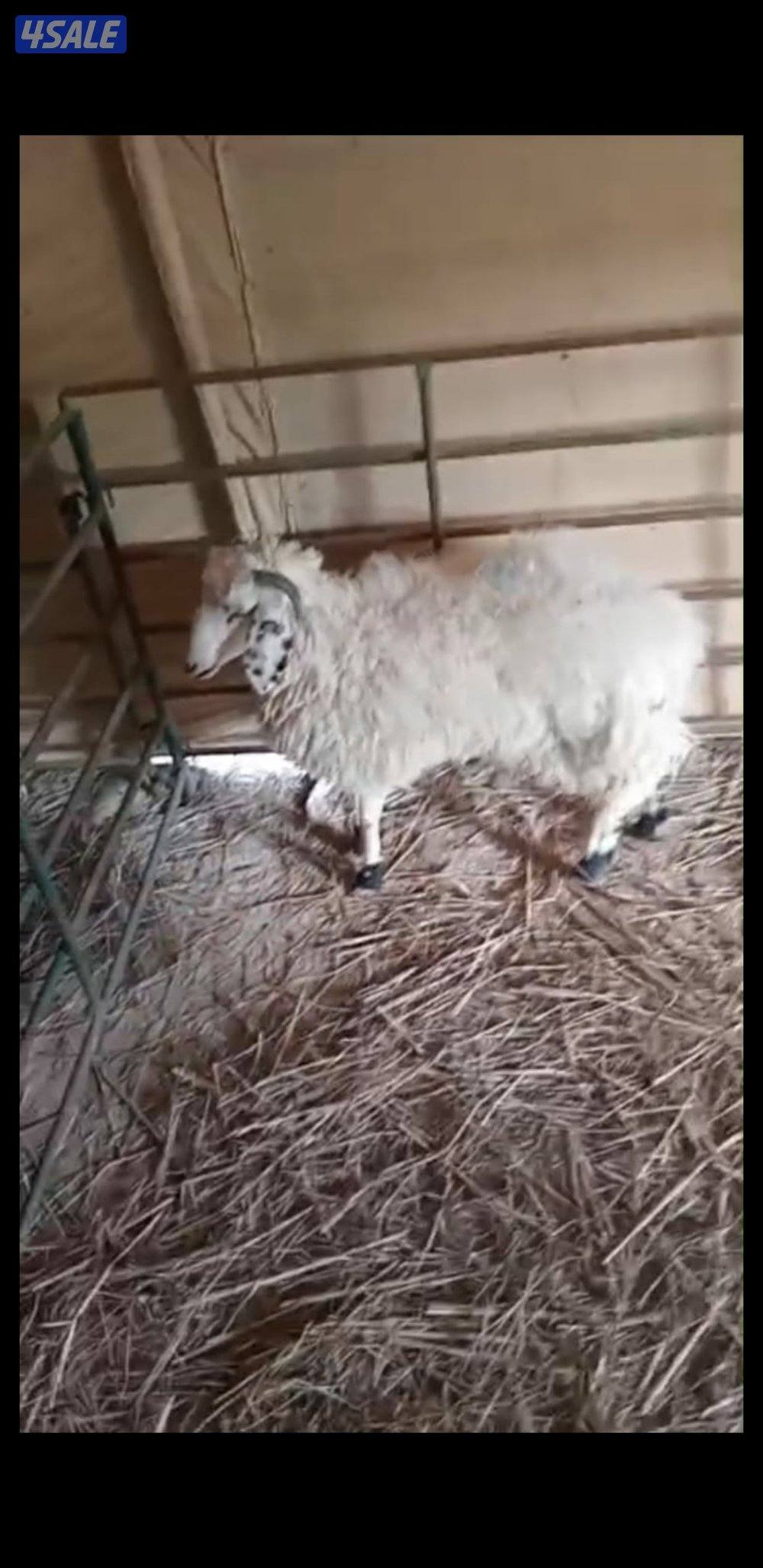 للبيع رخل كرماني ورخل شفالي4