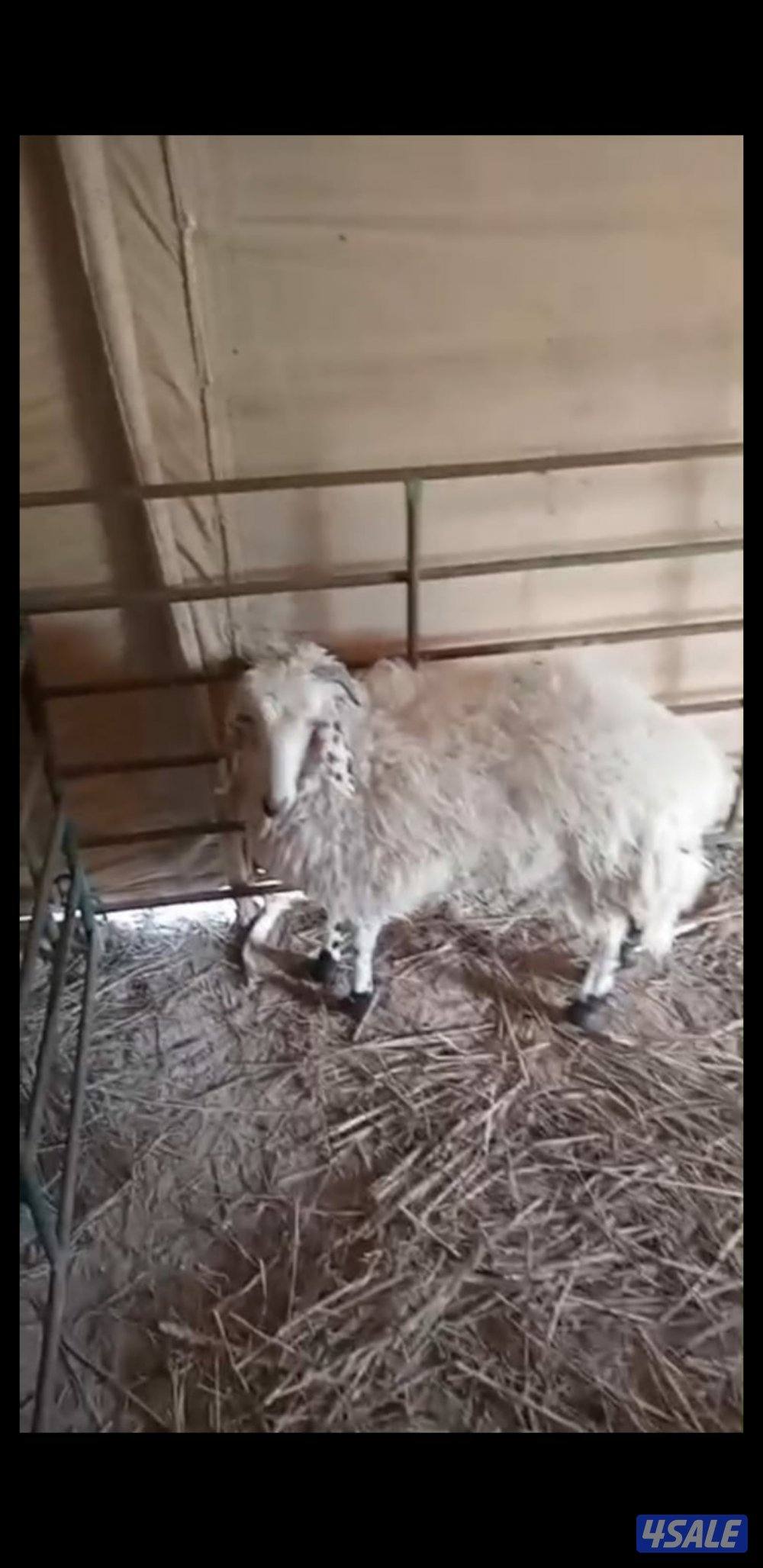 للبيع رخل كرماني ورخل شفالي5