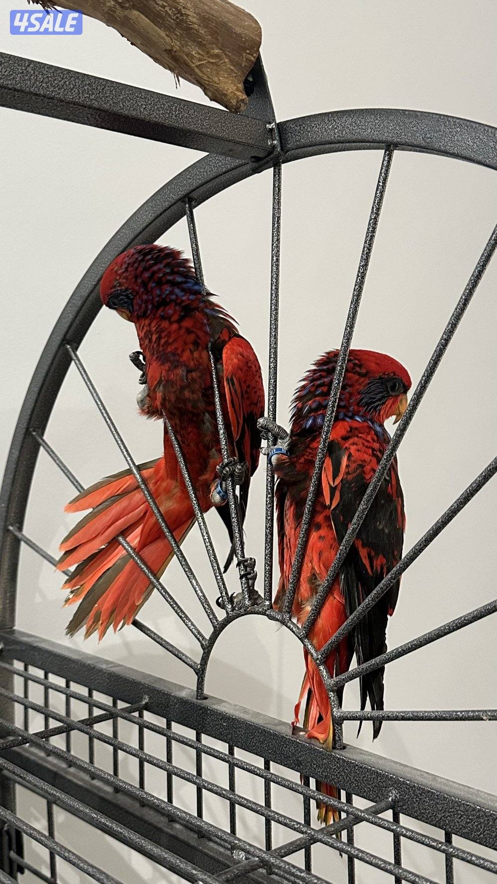 ريد لوري فل ربوه0