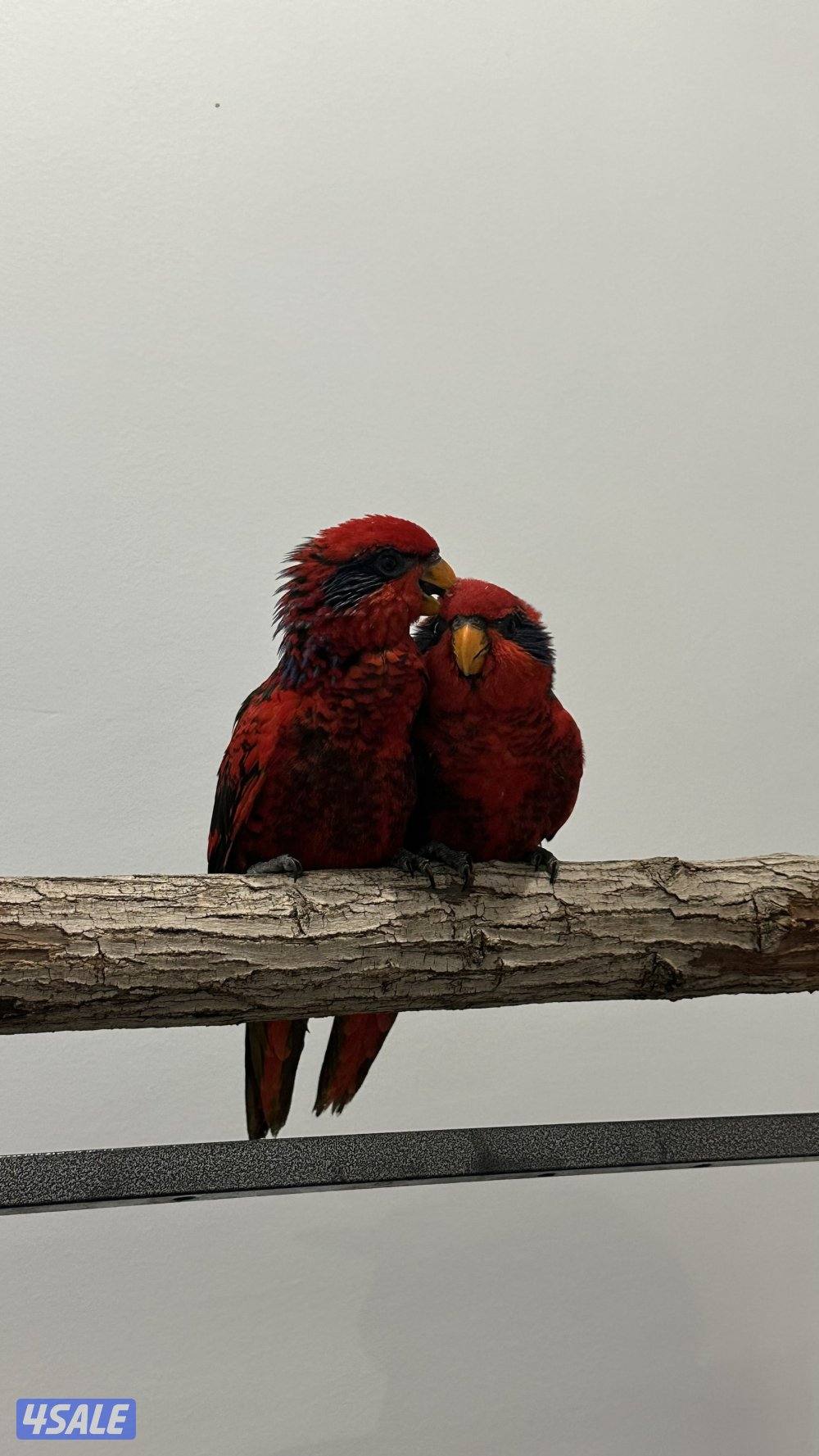 ريد لوري فل ربوه1