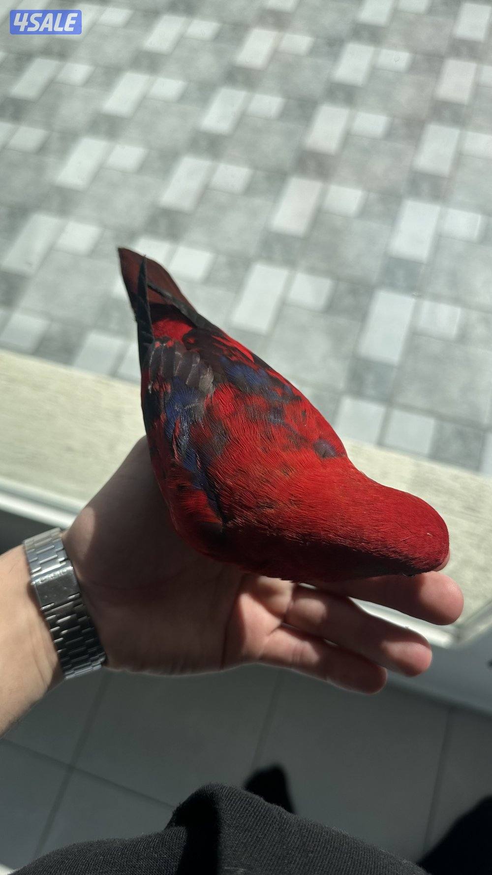 ريد لوري فل ربوه2