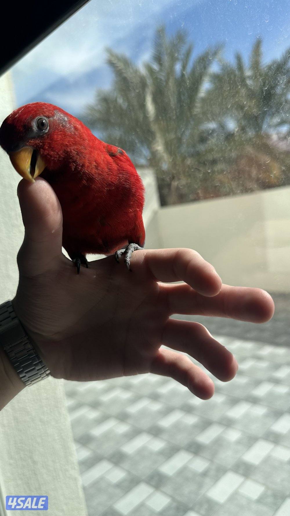 ريد لوري فل ربوه3