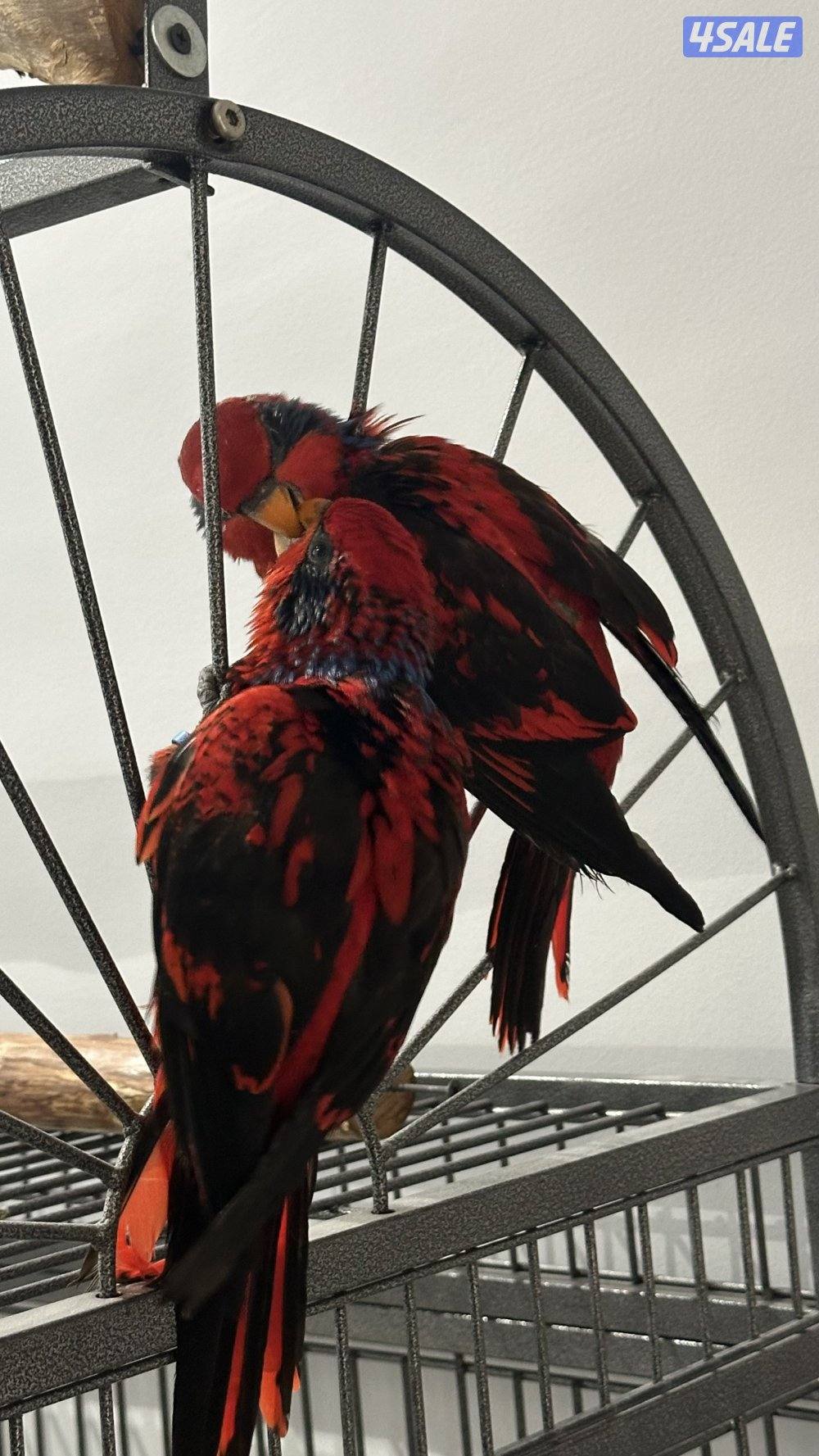 ريد لوري فل ربوه4