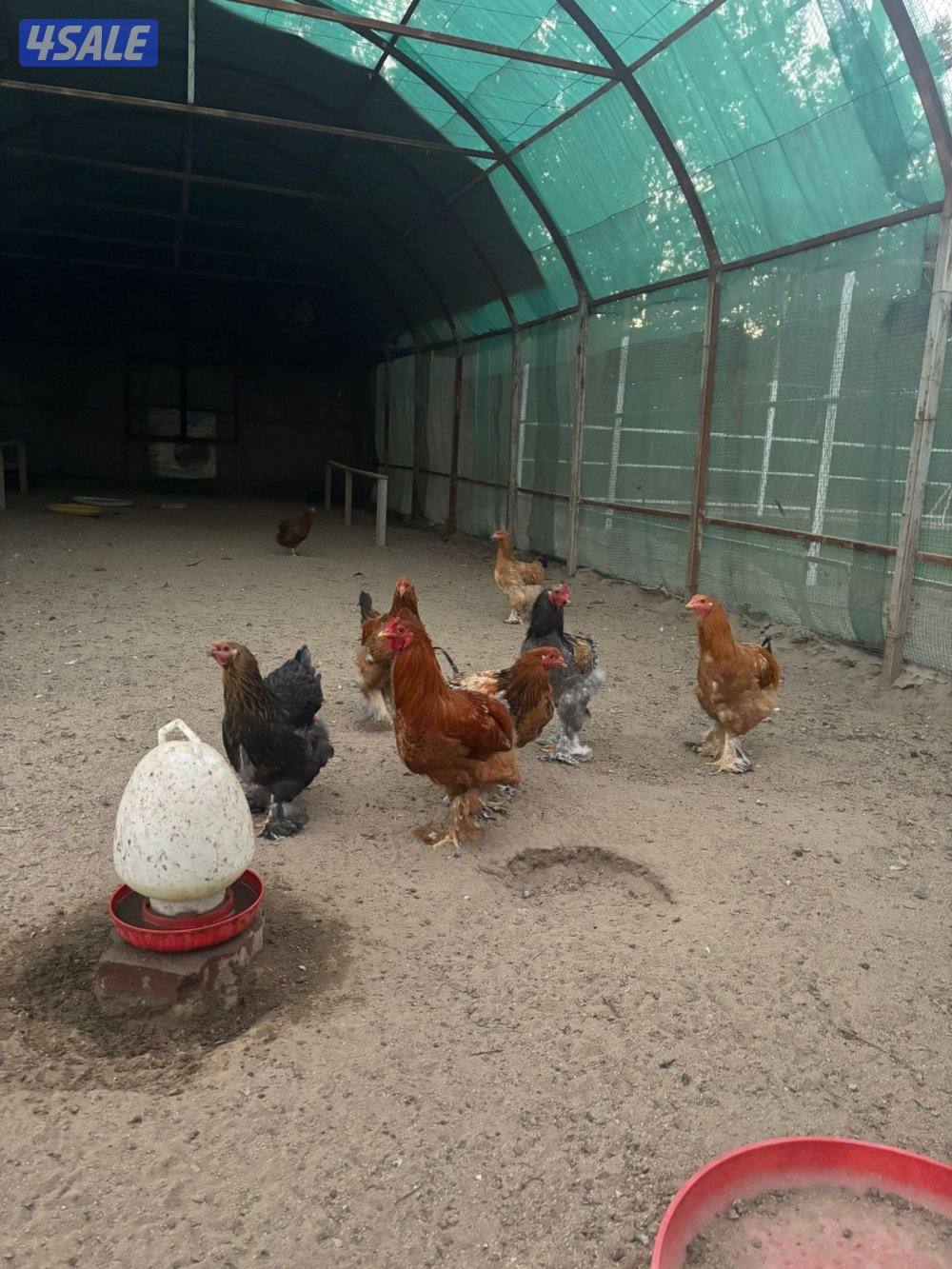 دجاج براهما جملة0