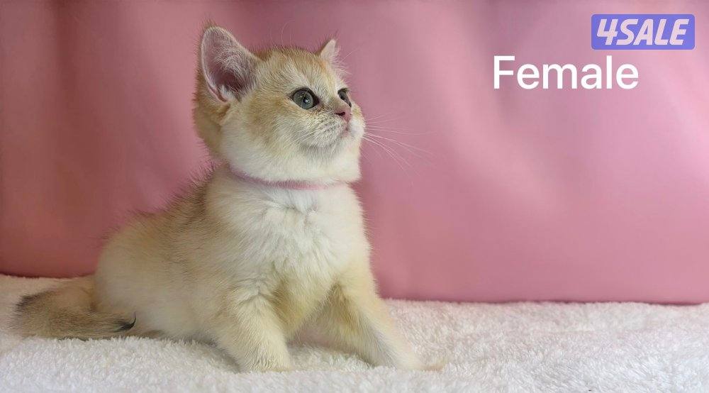 للبيع كيتن ذكرين ونثية بريتش قولد0