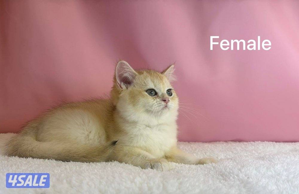 للبيع كيتن ذكرين ونثية بريتش قولد1