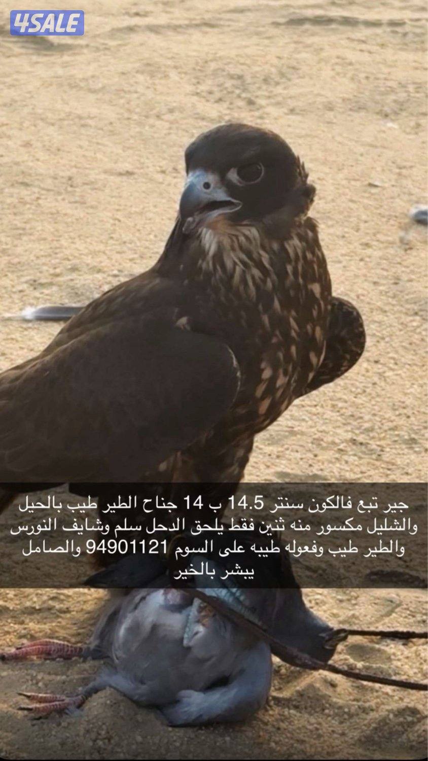 طير فالكون سنتر طيب الطير ويعرف النورس0