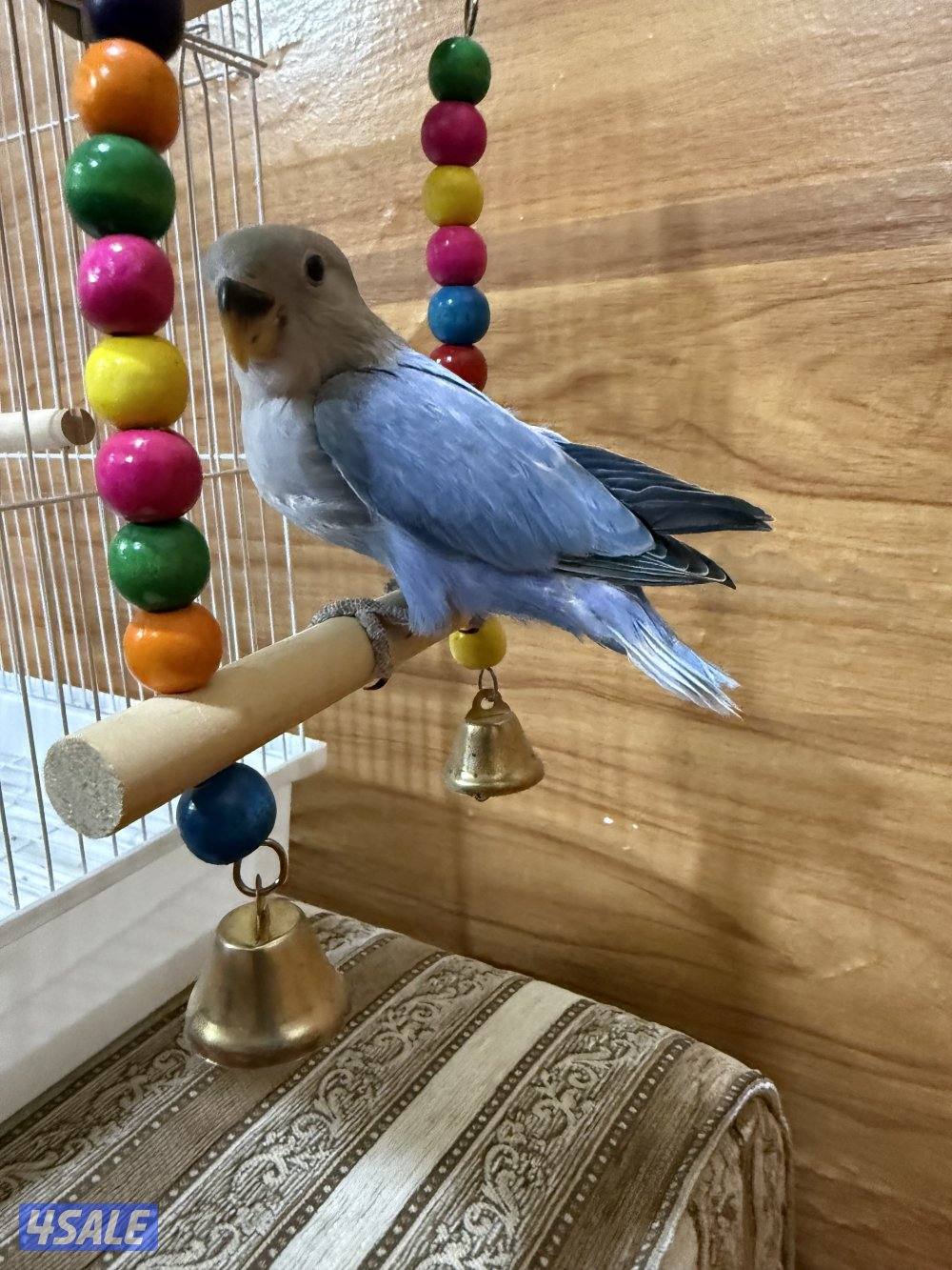 للبيع لوف بيرد ربوه يصلح حق الصغار والكبار تناديه يجيك نهاية عس0