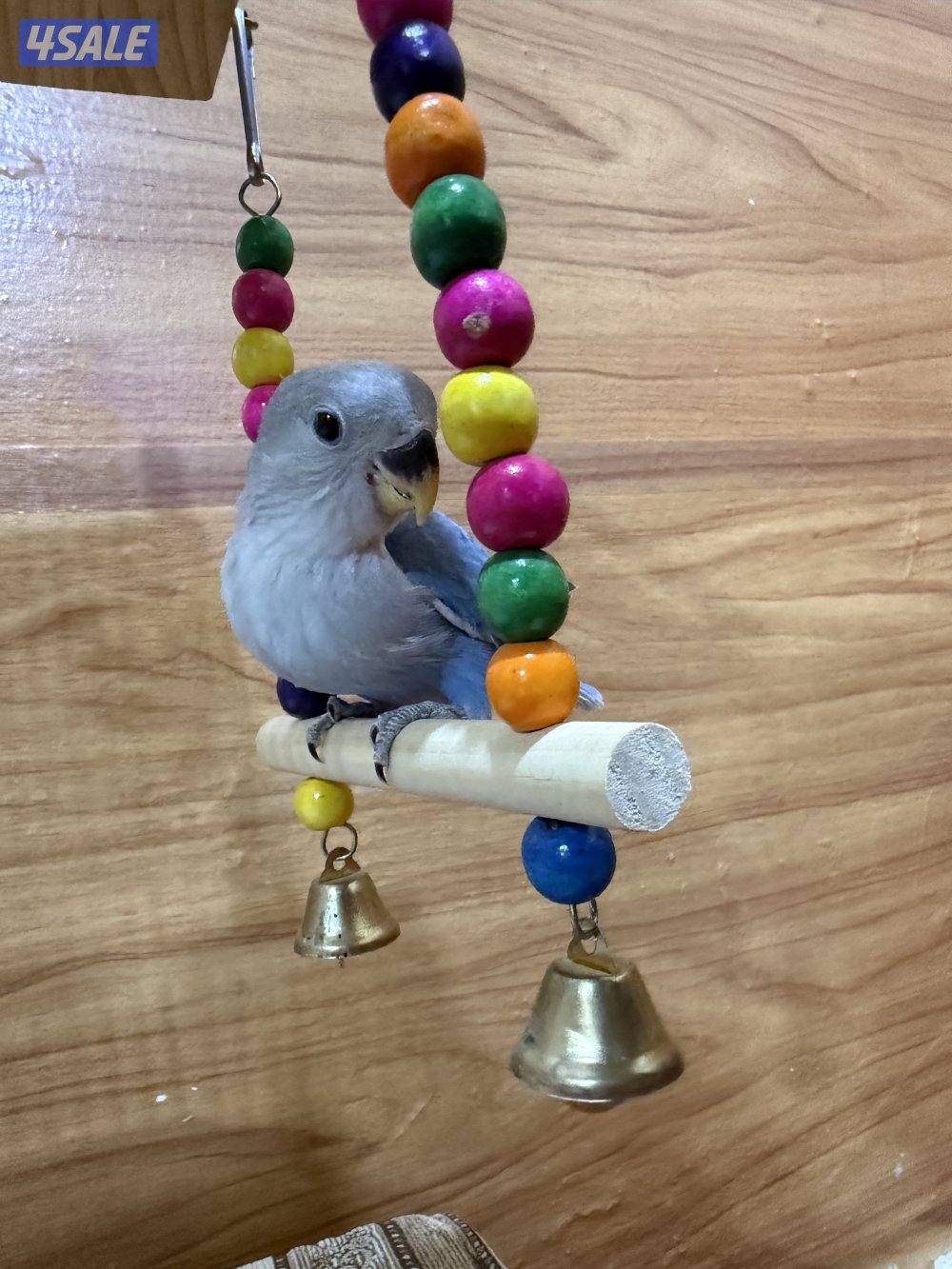 للبيع لوف بيرد ربوه يصلح حق الصغار والكبار تناديه يجيك نهاية عس1