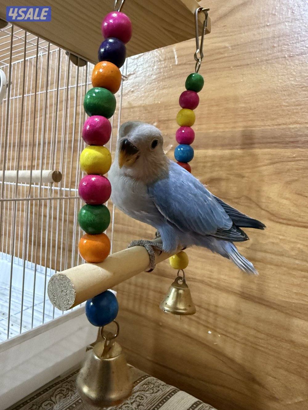 للبيع لوف بيرد ربوه يصلح حق الصغار والكبار تناديه يجيك نهاية عس2