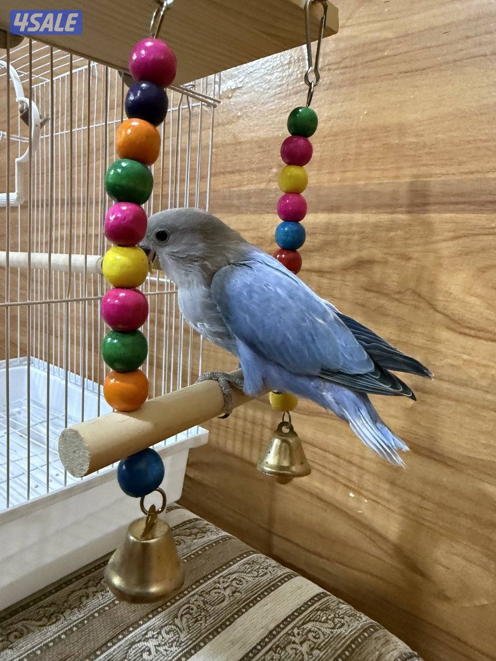 للبيع لوف بيرد ربوه يصلح حق الصغار والكبار تناديه يجيك نهاية عس3