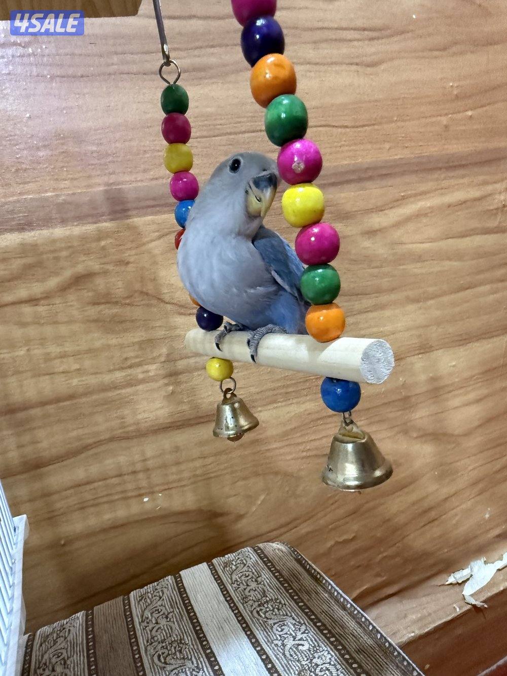 للبيع لوف بيرد ربوه يصلح حق الصغار والكبار تناديه يجيك نهاية عس4