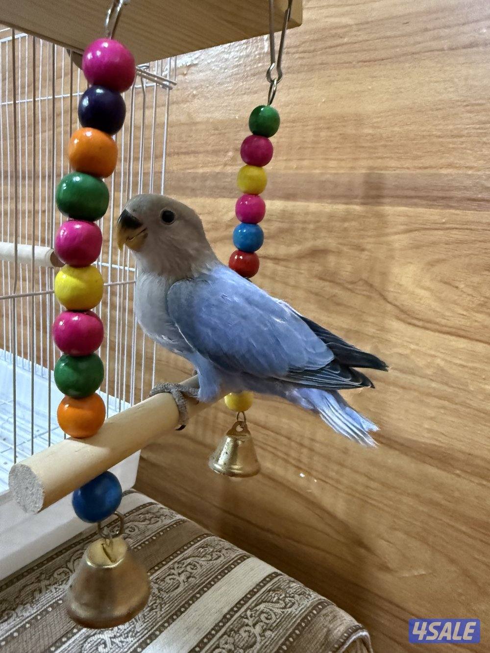 للبيع لوف بيرد ربوه يصلح حق الصغار والكبار تناديه يجيك نهاية عس5