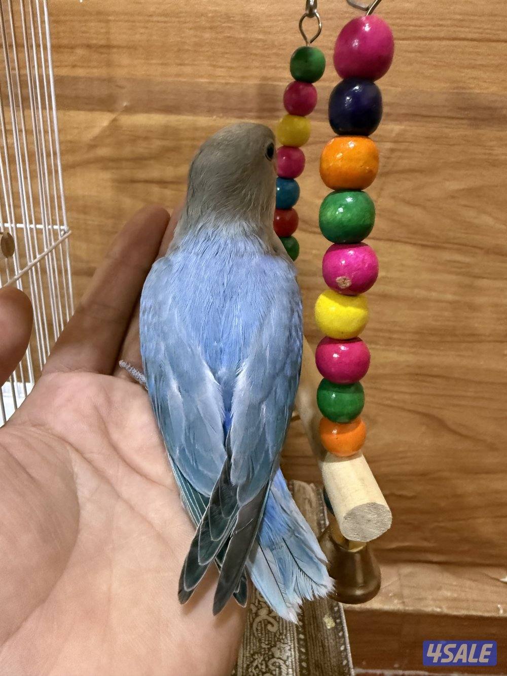 للبيع لوف بيرد ربوه يصلح حق الصغار والكبار تناديه يجيك نهاية عس7