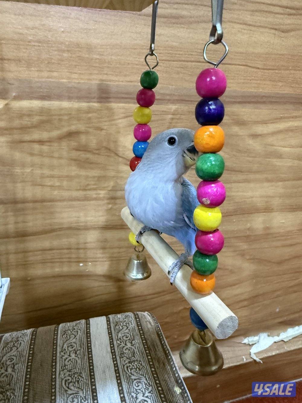 للبيع لوف بيرد ربوه يصلح حق الصغار والكبار تناديه يجيك نهاية عس8