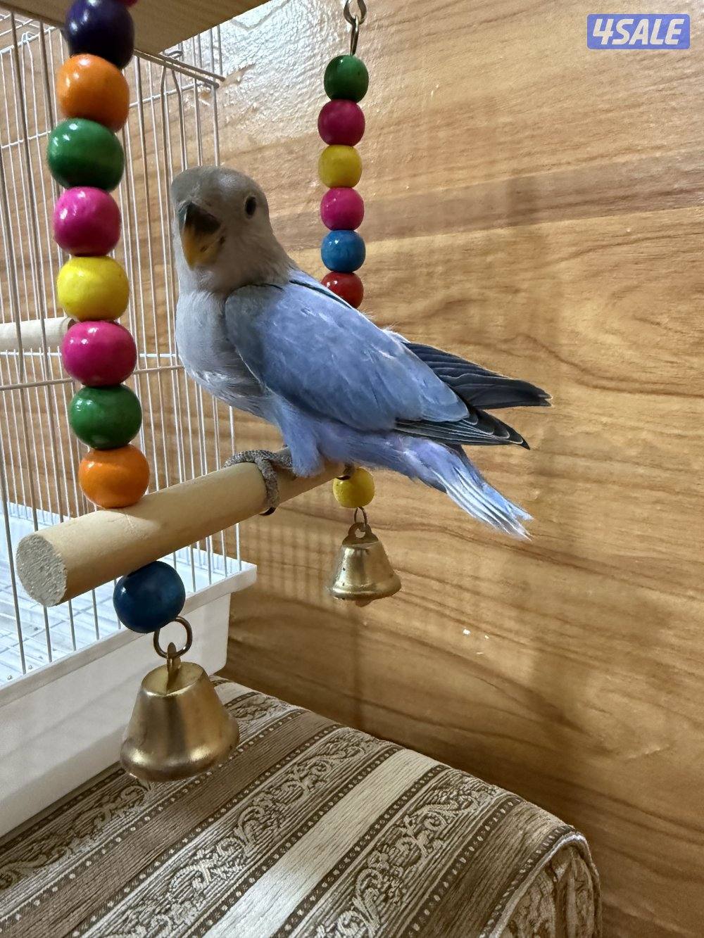 للبيع لوف بيرد ربوه يصلح حق الصغار والكبار تناديه يجيك نهاية عس9