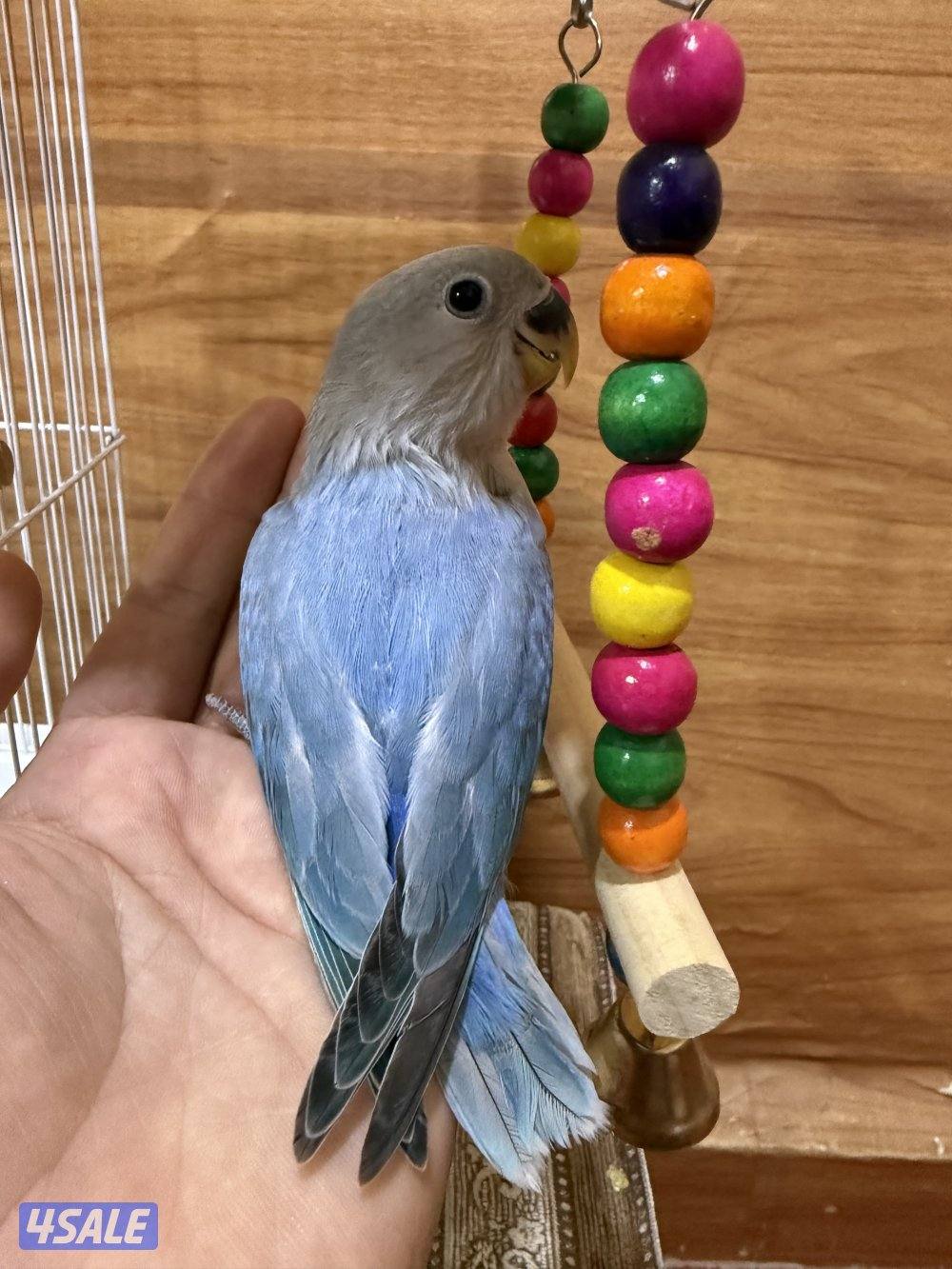 للبيع لوف بيرد ربوه يصلح حق الصغار والكبار تناديه يجيك نهاية عس10