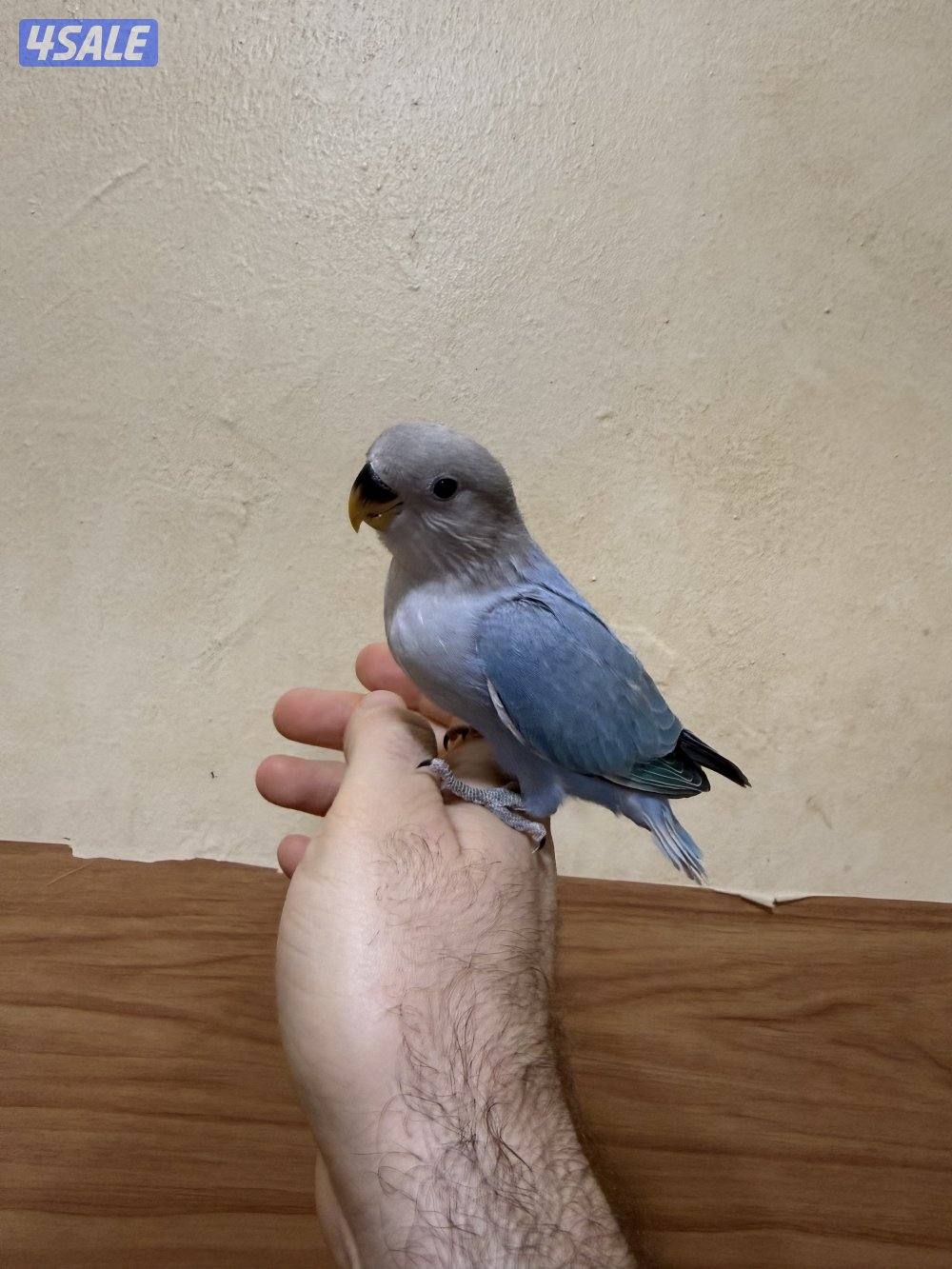 للبيع لوف بيرد ربوه يصلح حق الصغار والكبار تناديه يجيك نهاية عس11