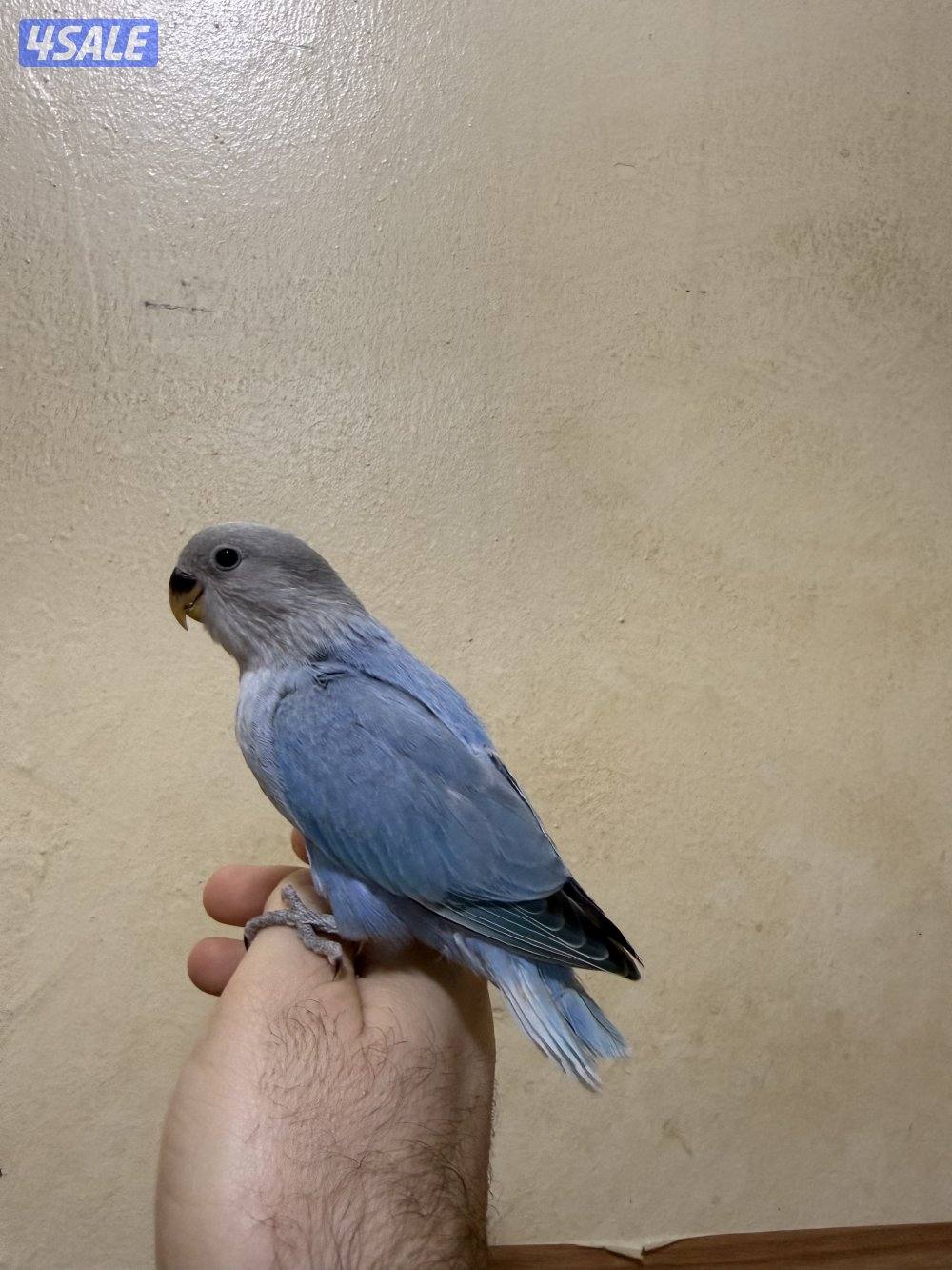 للبيع لوف بيرد ربوه يصلح حق الصغار والكبار تناديه يجيك نهاية عس12