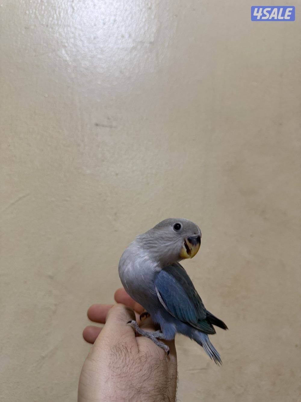 للبيع لوف بيرد ربوه يصلح حق الصغار والكبار تناديه يجيك نهاية عس13