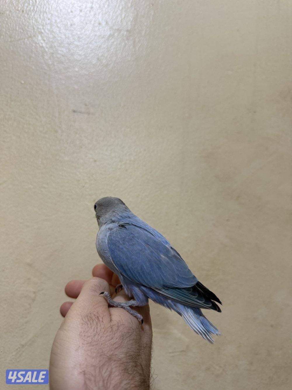 للبيع لوف بيرد ربوه يصلح حق الصغار والكبار تناديه يجيك نهاية عس14