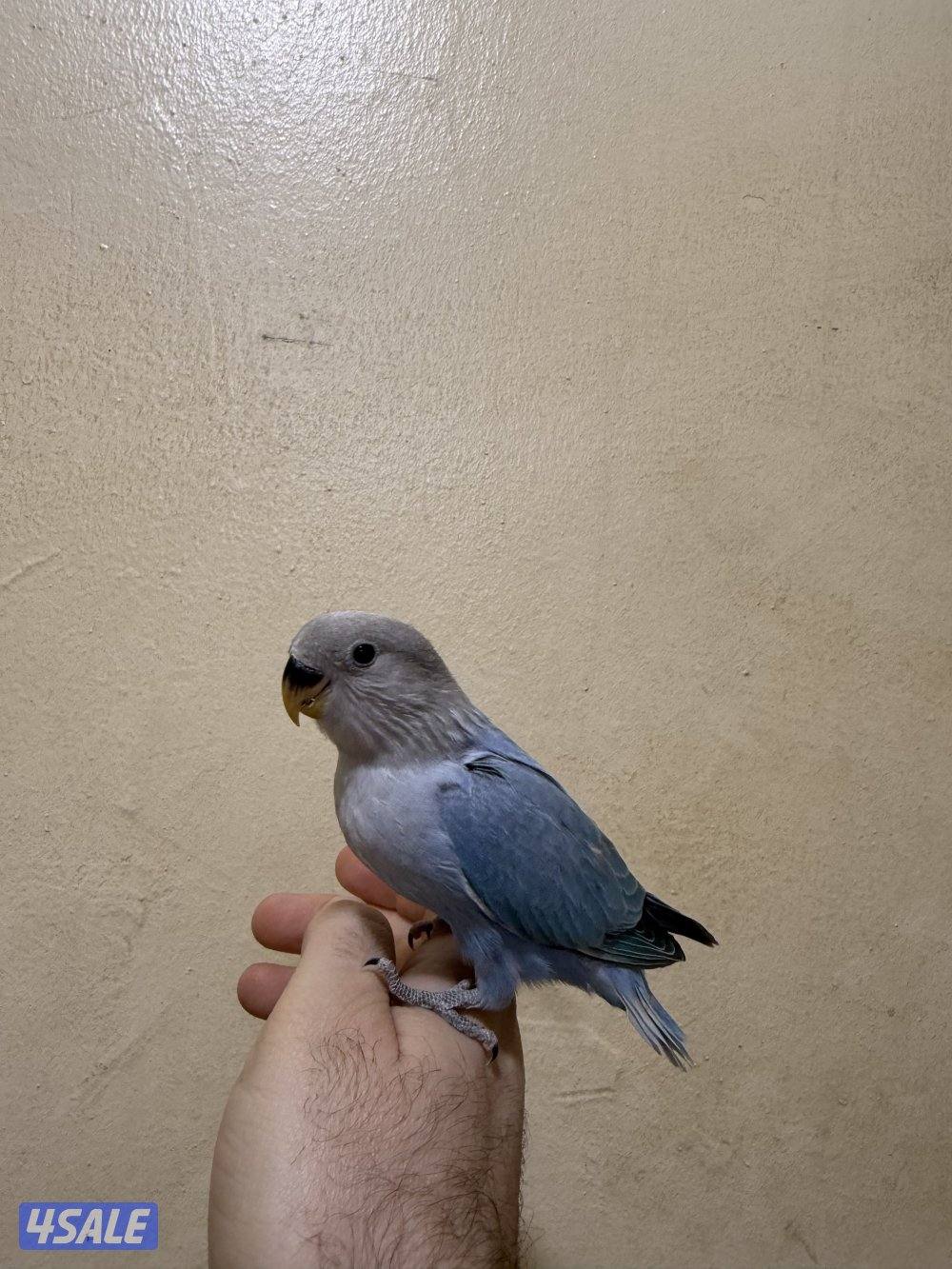 للبيع لوف بيرد ربوه يصلح حق الصغار والكبار تناديه يجيك نهاية عس15