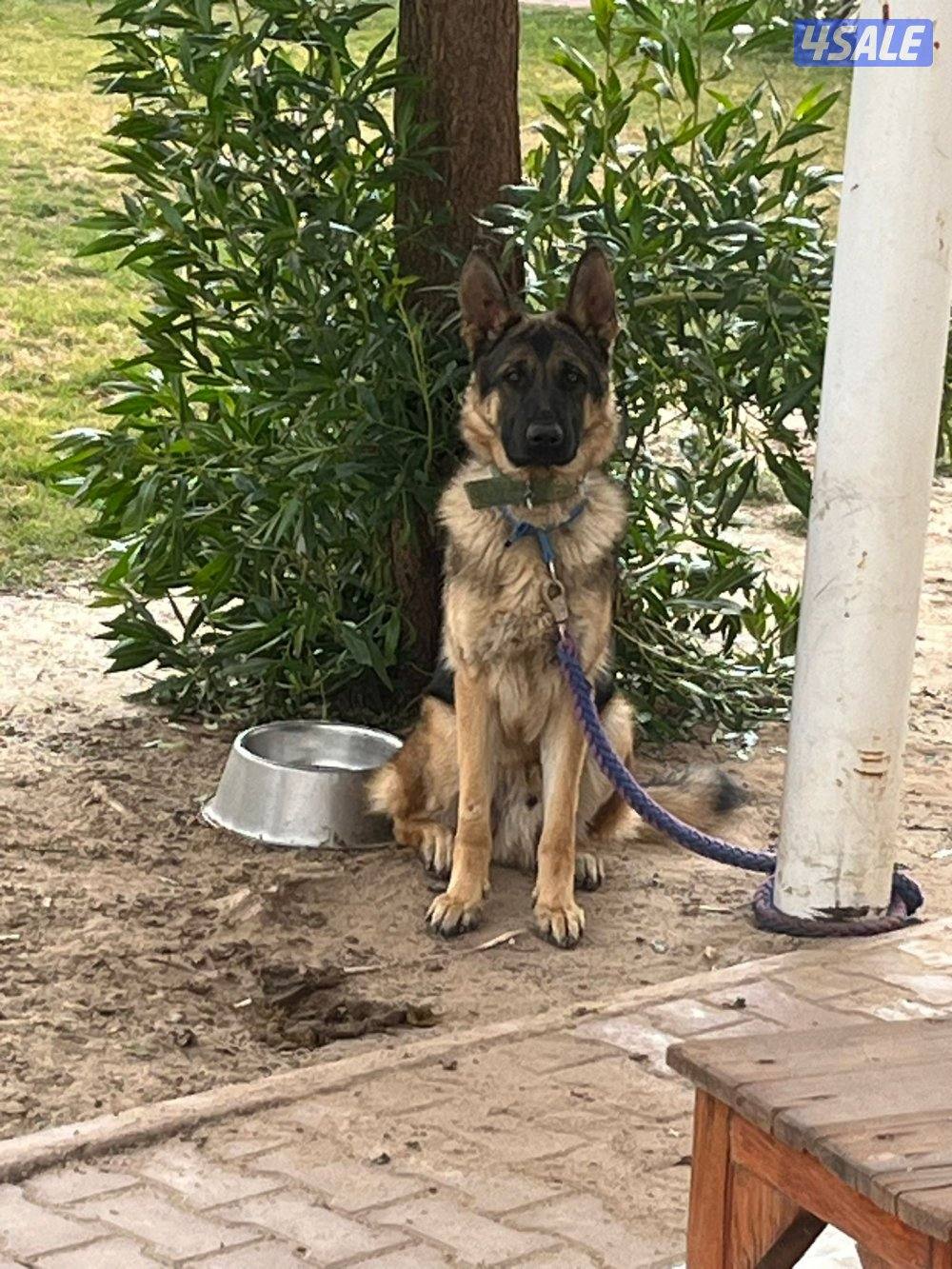 بيعه سريعه جيرمن ذكر بصحه جيده0