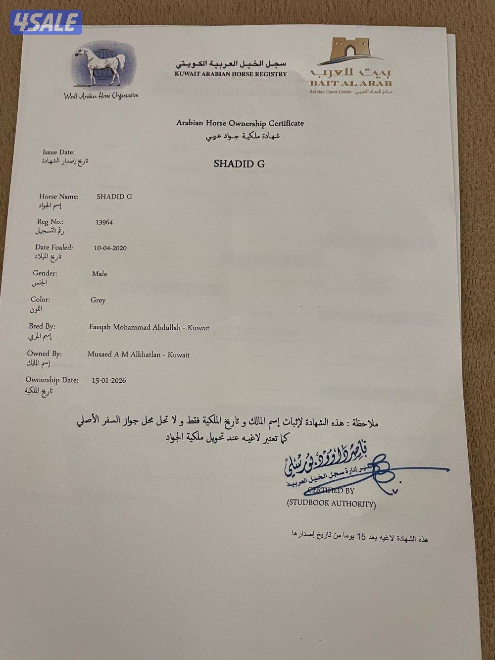 ‏للبيع حصان مصري سلام جاهز للتحويل شرط الصحه0