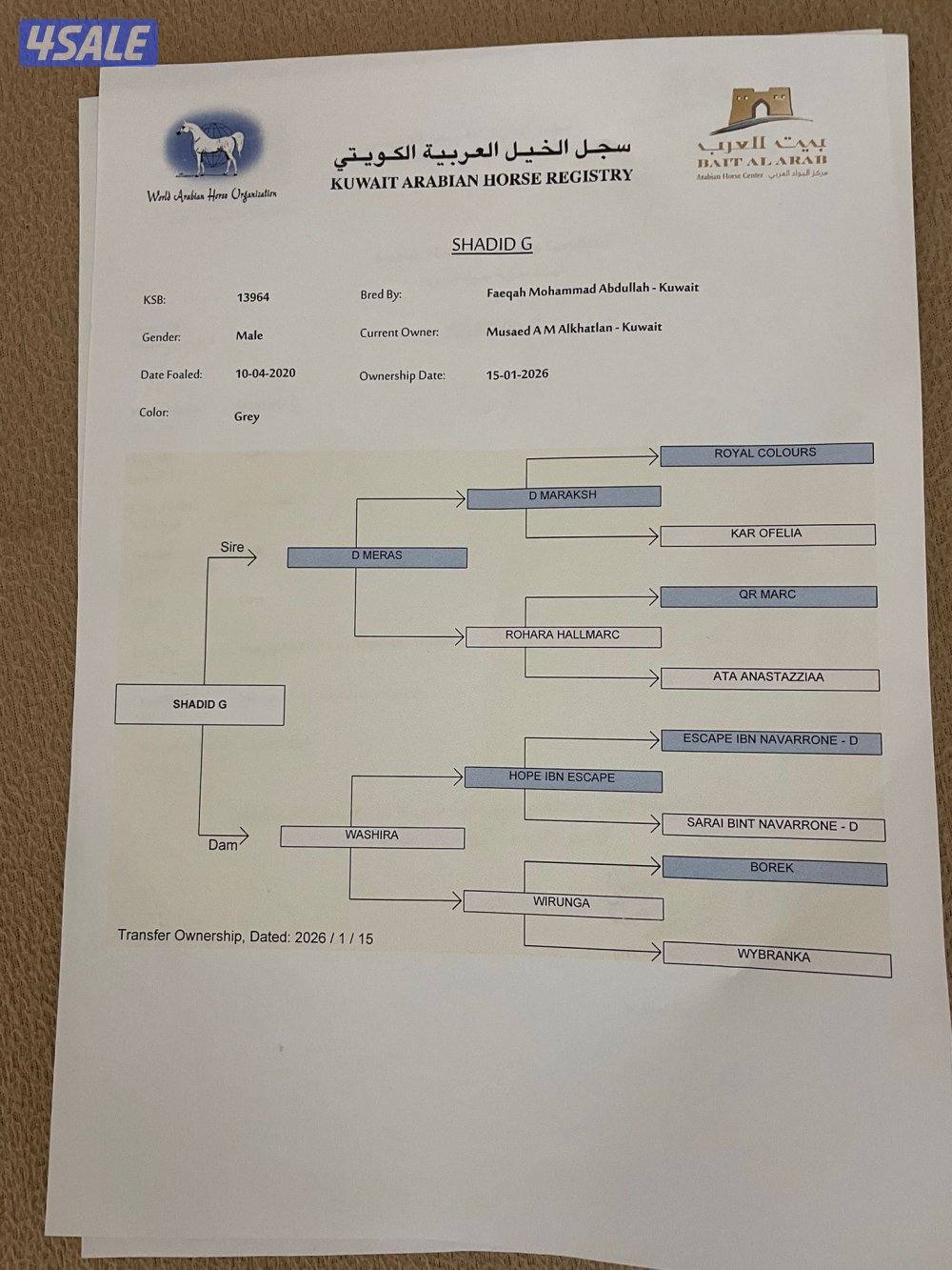 ‏للبيع حصان مصري سلام جاهز للتحويل شرط الصحه1
