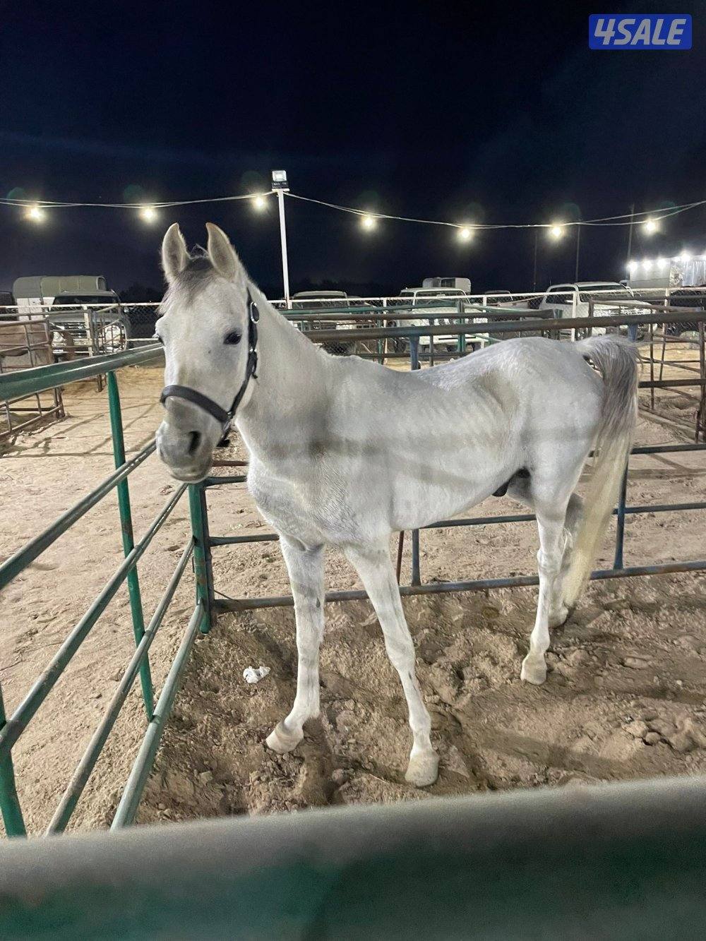 ‏للبيع حصان مصري سلام جاهز للتحويل شرط الصحه3