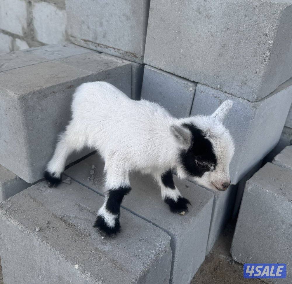 تيس جيكي قزم0