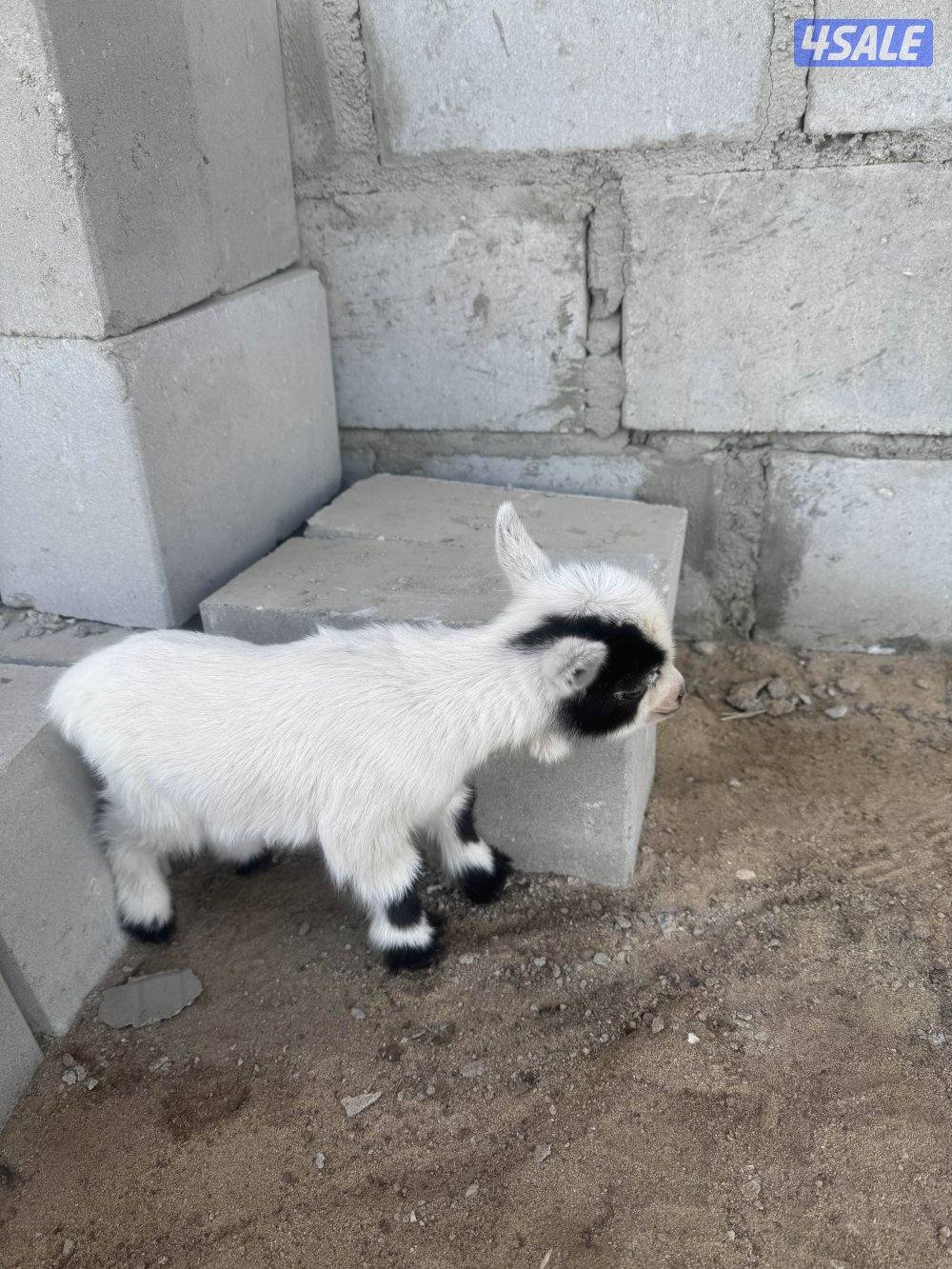 تيس جيكي قزم1