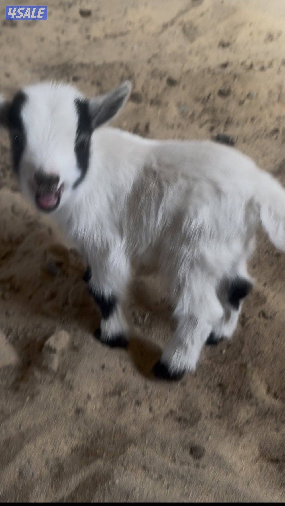 تيس جيكي قزم2