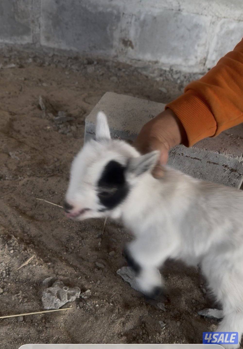 تيس جيكي قزم4