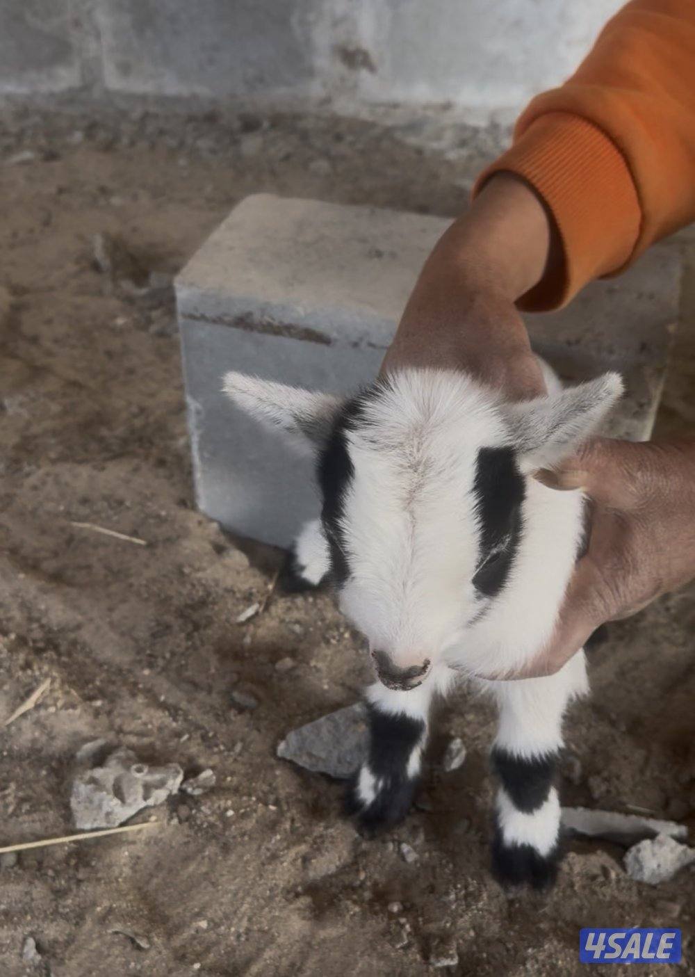 تيس جيكي قزم6