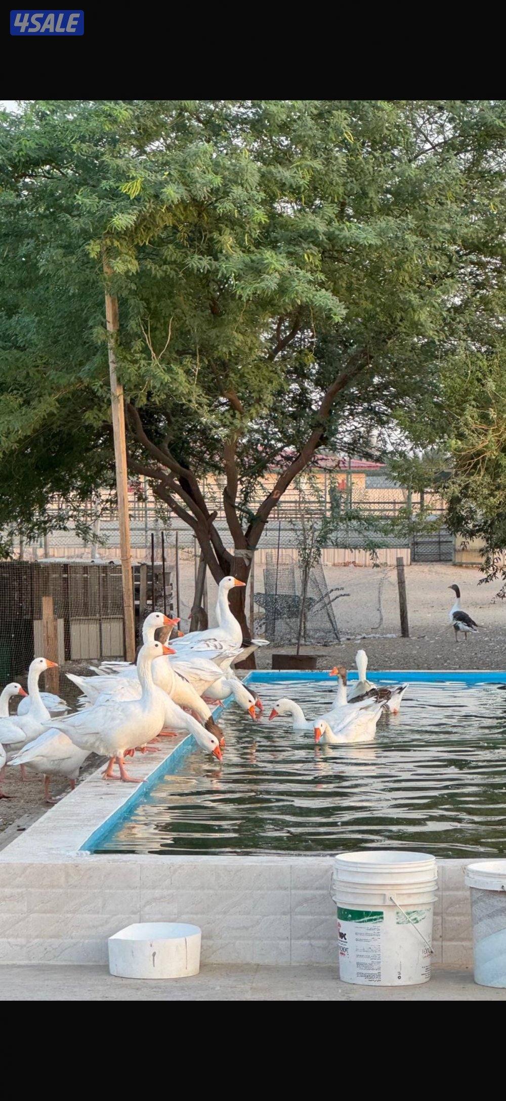 وز بلدي منتج0