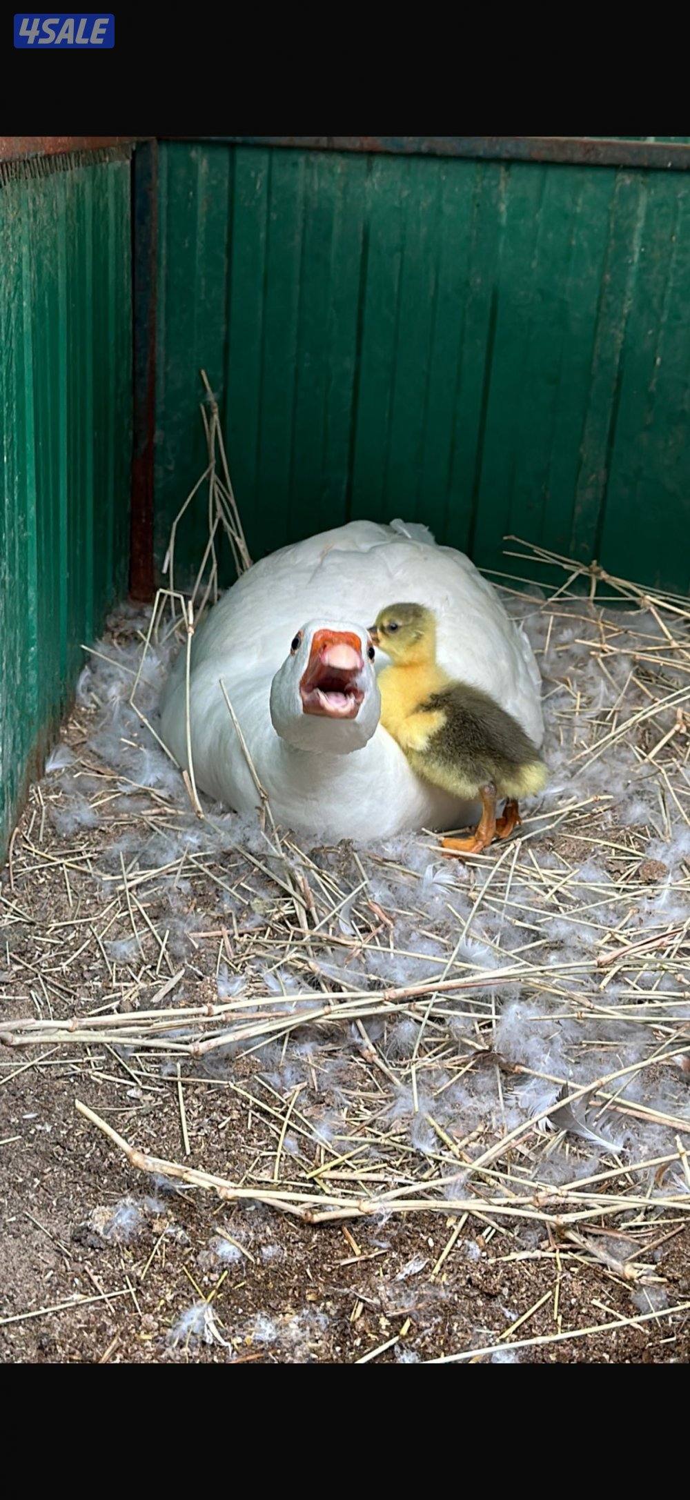 وز بلدي منتج1