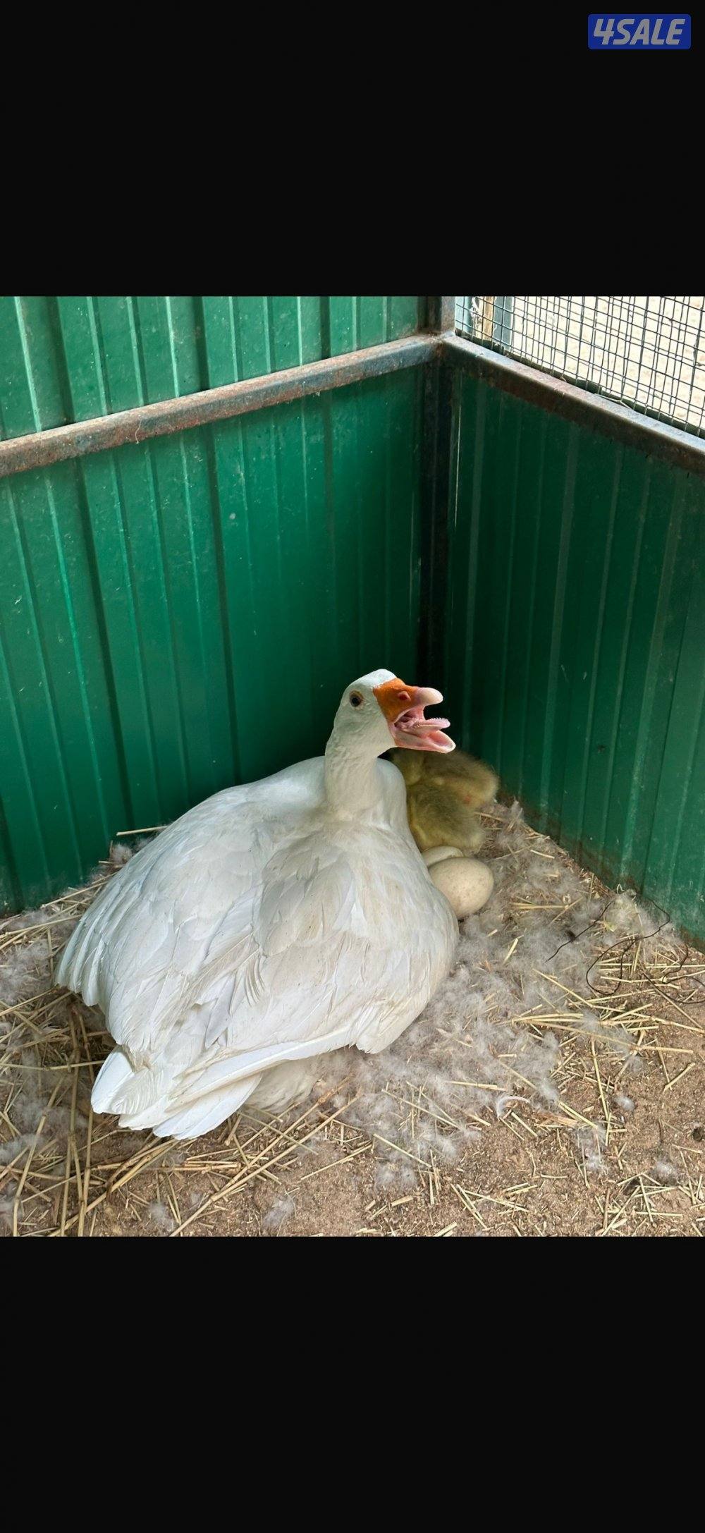 وز بلدي منتج2