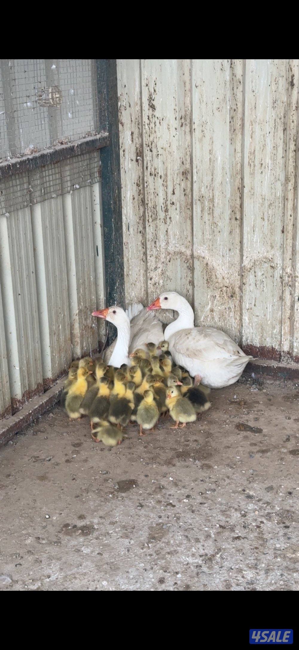 وز بلدي منتج3