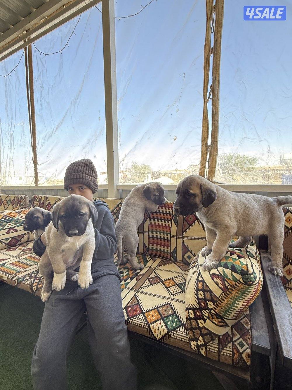 البيع جراوه كنكال التركي العملاق لحراسه الحلال والعزب2