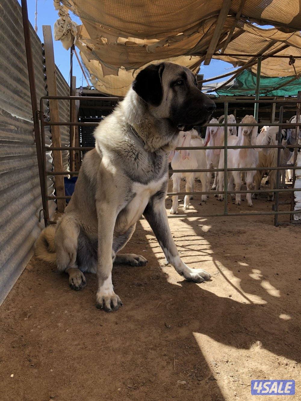 البيع جراوه كنكال التركي العملاق لحراسه الحلال والعزب7