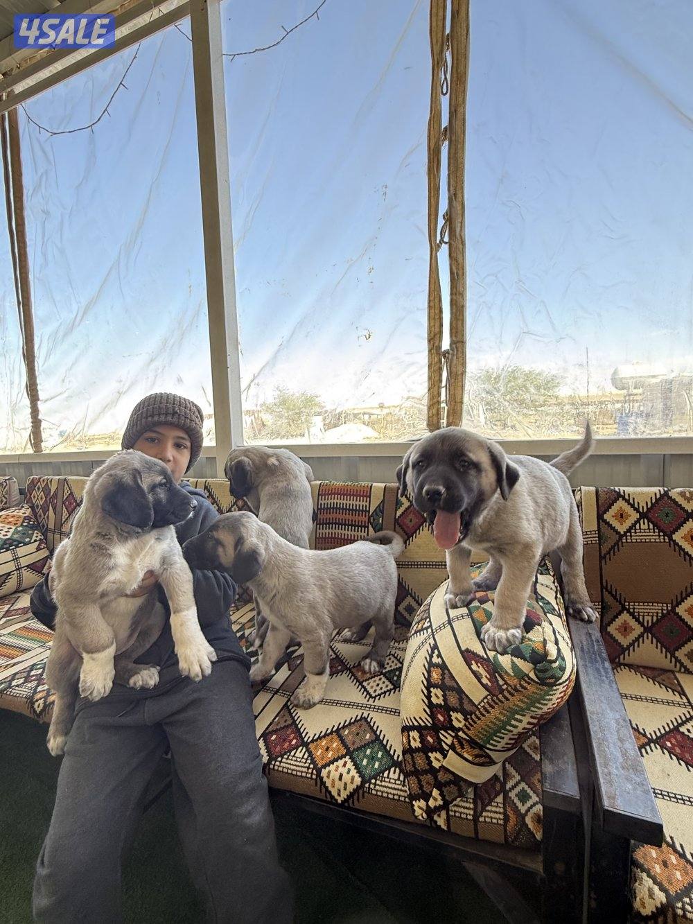 البيع جراوه كنكال التركي العملاق لحراسه الحلال والعزب9