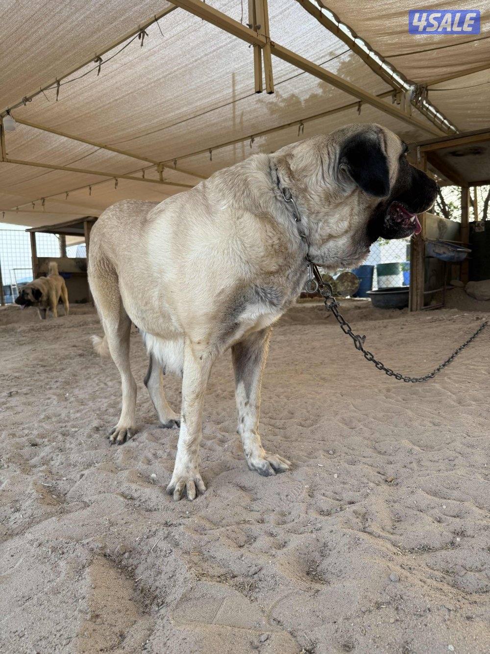 البيع جراوه كنكال التركي العملاق لحراسه الحلال والعزب12