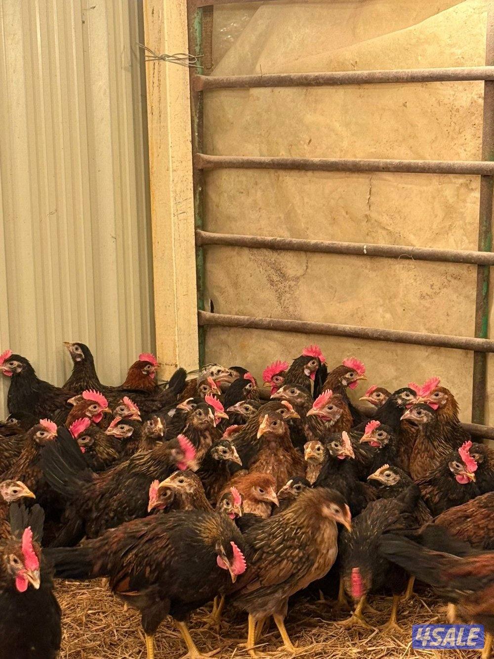 السلام عليكم ورحمة الله وبركاته البيع على فروخ0