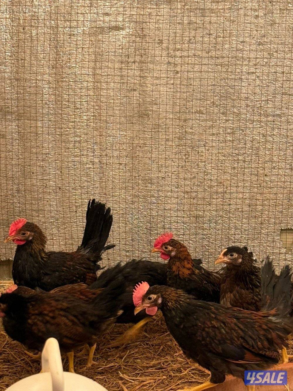 السلام عليكم ورحمة الله وبركاته البيع على فروخ1