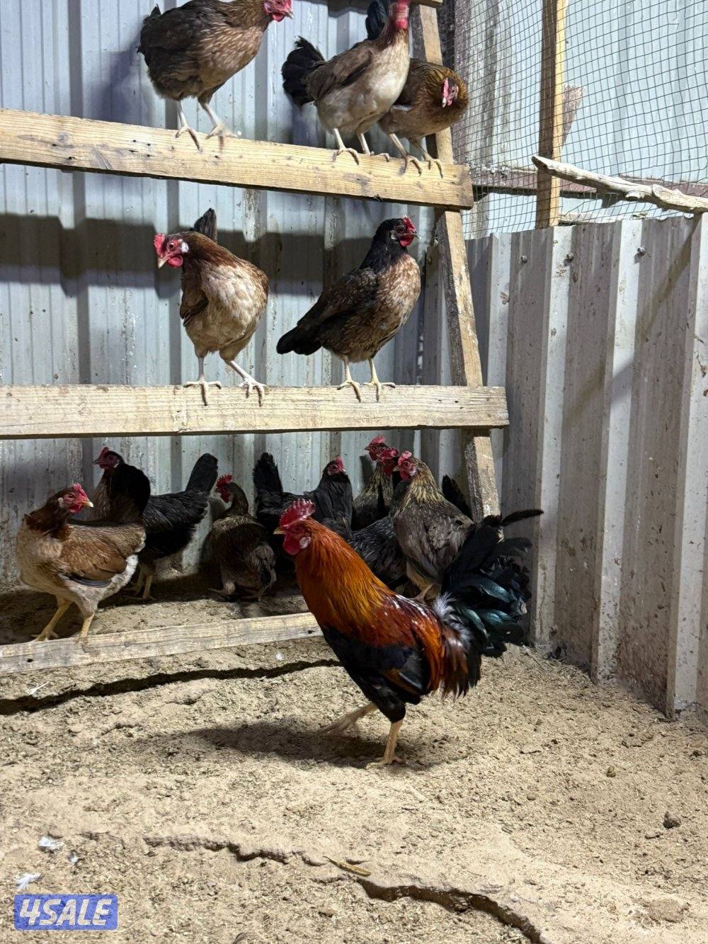 السلام عليكم ورحمة الله وبركاته البيع على فروخ2