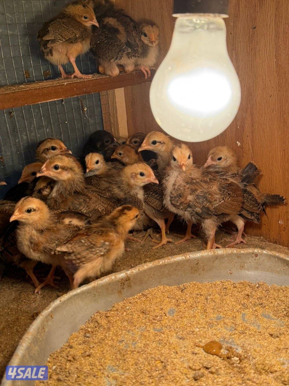 السلام عليكم ورحمة الله وبركاته البيع على فروخ3