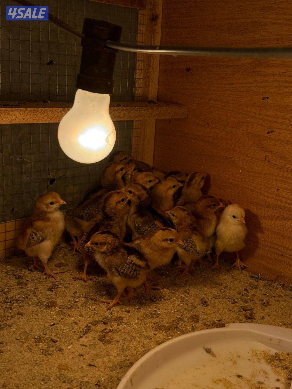 السلام عليكم ورحمة الله وبركاته البيع على فروخ4